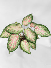Load image into Gallery viewer, Bumble Plants Caladium Candyland Pink & Green Angel Wings
