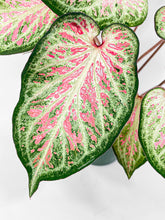 Load image into Gallery viewer, Bumble Plants Caladium Candyland Pink & Green Angel Wings