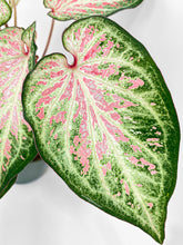 Load image into Gallery viewer, Bumble Plants Caladium Candyland Pink & Green Angel Wings