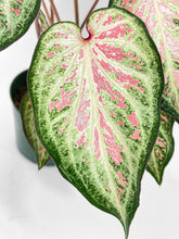 Load image into Gallery viewer, Bumble Plants Caladium Candyland Pink & Green Angel Wings