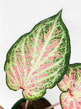 Load image into Gallery viewer, Bumble Plants Caladium Candyland Pink & Green Angel Wings