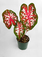 Load image into Gallery viewer, Bumble Plants Caladium Carolyn Whorton