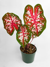 Load image into Gallery viewer, Bumble Plants Caladium Carolyn Whorton