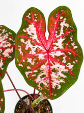 Load image into Gallery viewer, Bumble Plants Caladium Carolyn Whorton
