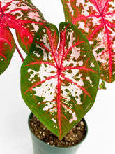 Load image into Gallery viewer, Bumble Plants Caladium Carolyn Whorton