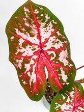 Load image into Gallery viewer, Bumble Plants Caladium Carolyn Whorton