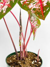 Load image into Gallery viewer, Bumble Plants Caladium Carolyn Whorton
