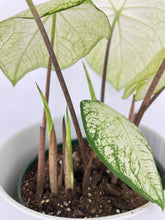 Load image into Gallery viewer, Bumble Plants Caladium Florida Moonlight