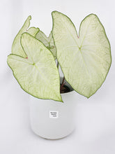 Load image into Gallery viewer, Bumble Plants Caladium Florida Moonlight