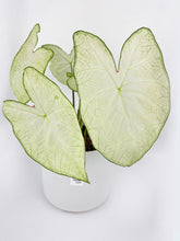 Load image into Gallery viewer, Bumble Plants Caladium Florida Moonlight