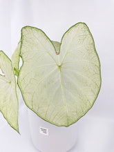 Load image into Gallery viewer, Bumble Plants Caladium Florida Moonlight