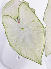 Load image into Gallery viewer, Bumble Plants Caladium Florida Moonlight