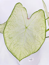 Load image into Gallery viewer, Bumble Plants Caladium Florida Moonlight
