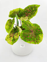 Load image into Gallery viewer, Bumble Plants Caladium Miss Muffet
