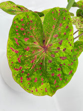 Load image into Gallery viewer, Bumble Plants Caladium Miss Muffet