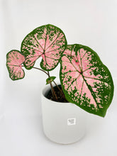 Load image into Gallery viewer, Bumble Plants Caladium Pink Splash