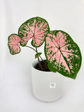 Load image into Gallery viewer, Bumble Plants Caladium Pink Splash