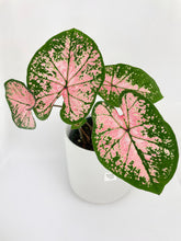 Load image into Gallery viewer, Bumble Plants Caladium Pink Splash