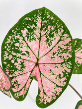 Load image into Gallery viewer, Bumble Plants Caladium Pink Splash