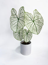 Load image into Gallery viewer, Bumble Plants Caladium 'White Christmas' Butterfly Wings