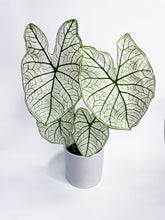 Load image into Gallery viewer, Bumble Plants Caladium 'White Christmas' Butterfly Wings