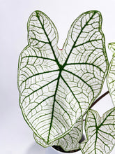 Load image into Gallery viewer, Bumble Plants Caladium 'White Christmas' Butterfly Wings
