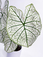 Load image into Gallery viewer, Bumble Plants Caladium 'White Christmas' Butterfly Wings