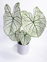 Load image into Gallery viewer, Bumble Plants Caladium 'White Christmas' Butterfly Wings