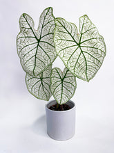 Load image into Gallery viewer, Bumble Plants Caladium 'White Christmas' Butterfly Wings
