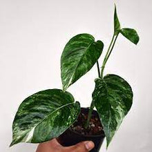 Load image into Gallery viewer, Bumble Plants Epipremnum Pinnatum Albo Variegated Cebu Blue