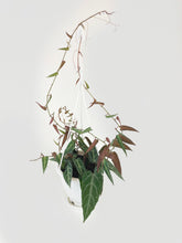 Load image into Gallery viewer, Bumble Plants Cissus Amazonica