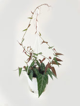 Load image into Gallery viewer, Bumble Plants Cissus Amazonica