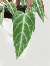 Load image into Gallery viewer, Bumble Plants Cissus Amazonica