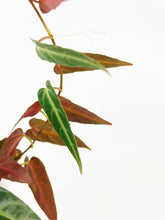 Load image into Gallery viewer, Bumble Plants Cissus Amazonica