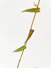 Load image into Gallery viewer, Bumble Plants Cissus Amazonica