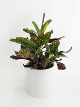 Load image into Gallery viewer, Bumble Plants Codiaeum Variegatum 'Red Spot' Croton