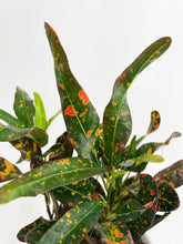 Load image into Gallery viewer, Bumble Plants Codiaeum Variegatum 'Red Spot' Croton