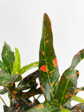Load image into Gallery viewer, Bumble Plants Codiaeum Variegatum 'Red Spot' Croton