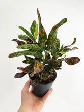 Load image into Gallery viewer, Bumble Plants Codiaeum Variegatum 'Red Spot' Croton