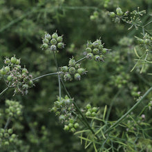 Load image into Gallery viewer, Red River Coriander before harvest