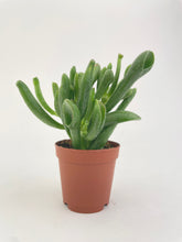 Load image into Gallery viewer, Bumble Plants Crassula Gollum Hobbit Jade Succulent