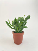 Load image into Gallery viewer, Bumble Plants Crassula Gollum Hobbit Jade Succulent