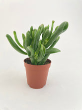 Load image into Gallery viewer, Bumble Plants Crassula Gollum Hobbit Jade Succulent