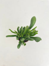 Load image into Gallery viewer, Bumble Plants Crassula Gollum Hobbit Jade Succulent