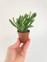 Load image into Gallery viewer, Bumble Plants Crassula Gollum Hobbit Jade Succulent