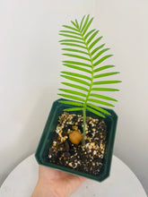 Load image into Gallery viewer, Bumble Plants Dioon Edule