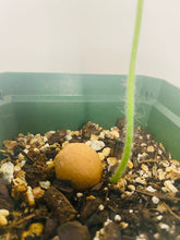 Load image into Gallery viewer, Bumble Plants Dioon Edule