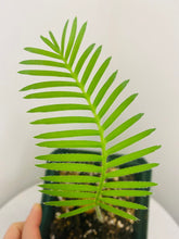Load image into Gallery viewer, Bumble Plants Dioon Edule