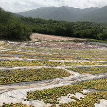 Load image into Gallery viewer, Limes in various stages of drying to make black lime