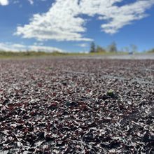 Load image into Gallery viewer, Burlap & Barrel Purple Dulse Flakes